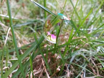 High angle view of flower on field