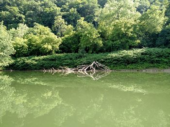 Reflection of trees in water