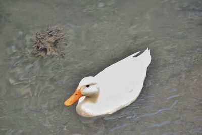 Close-up of swan swimming in lake