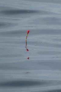 High angle view of red floating on lake