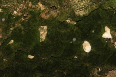 High angle view of leaf floating on water