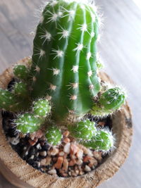 High angle view of succulent plants in pot