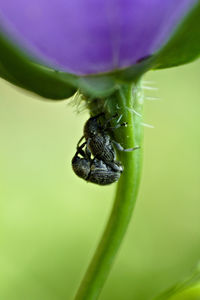 Close-up of insect on flower