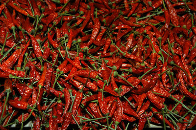 Chili peppers or pepperoni, hot spice and vegetable for cooking