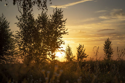 Silhouette trees on field against sky during sunset