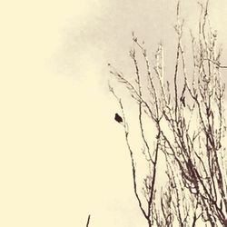 Low angle view of bare trees against the sky