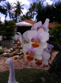 Close-up of white flowers blooming outdoors