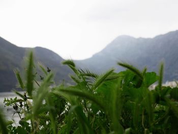 Plants growing on land against sky