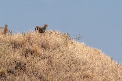 Low angle view of cat on grass against clear sky