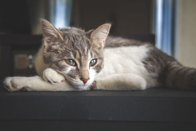 Close-up portrait of a cat