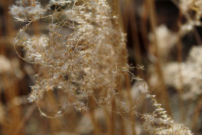 Close-up of wilted plant