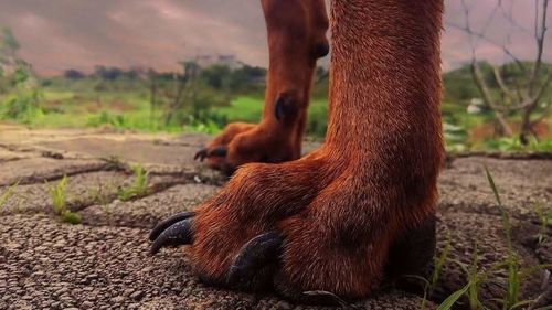 Dog standing on field