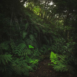 Trees in forest