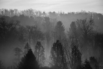 Trees in forest during foggy weather