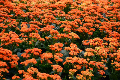 Full frame shot of flowering plants on field