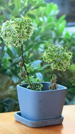 Close-up of potted plant on table