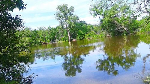 Reflection of trees in lake