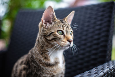 Close-up of a cat looking away