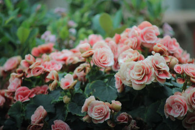 Close up photo of begonia flower