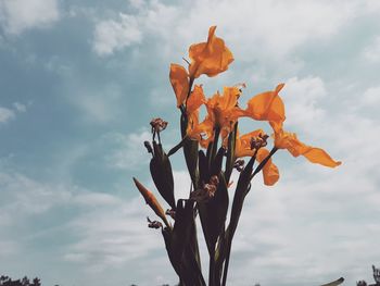 Low angle view of flowering plant against sky