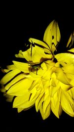 Close-up of insect on flower over black background