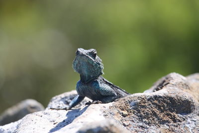 Close-up of lizard on rock