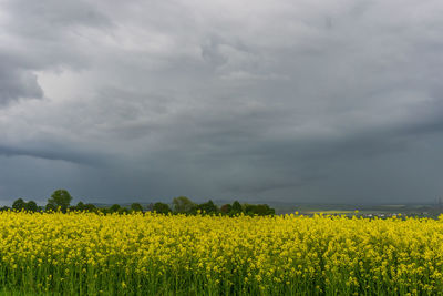 View of oilseed rape field against sky