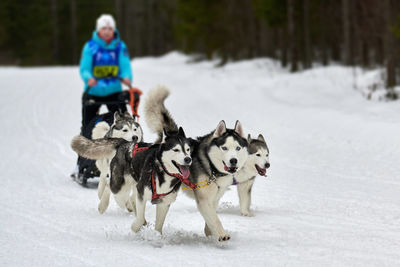 Husky sled dog racing. winter dog sport sled team competition. husky dogs pull sled with musher