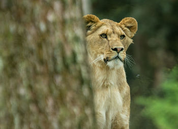 Close-up of lioness behind tree trunk