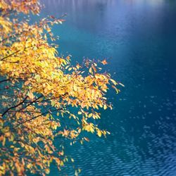 Reflection of trees in water