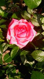 Close-up of pink rose