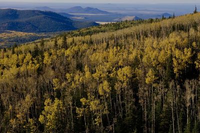 A view from above of the aspen trees turning yellow during the fall season in flagstaff, arizona.