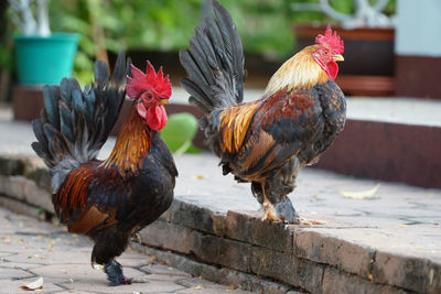 Close-up of rooster