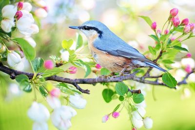 Close-up of bird perching on plant