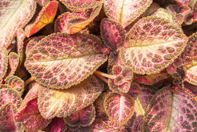 Top view of pink flowers and leaves is a tropical plant. details of purple leaves of flowers.