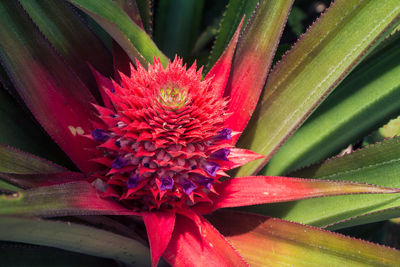 Close-up of red flower