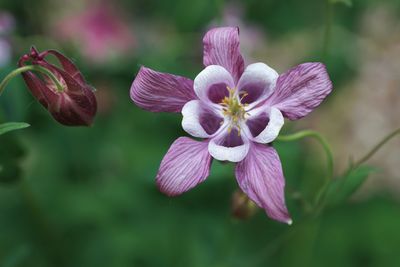 Close-up of pink flowering plant