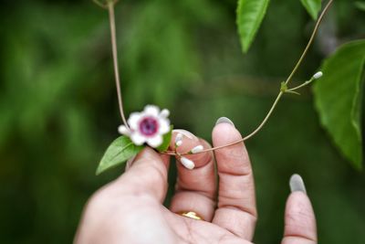 Close-up of hand holding small plant