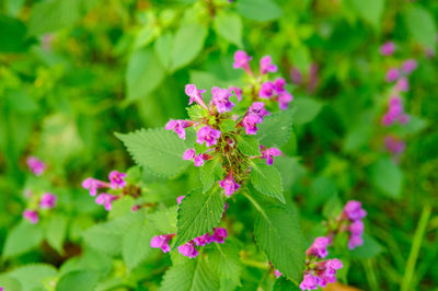 plant