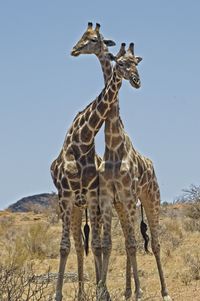 View of giraffe on field against sky