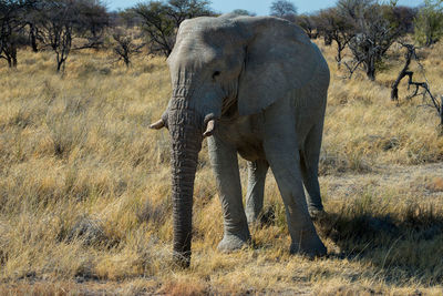 Beautiful african elephant in etosha national park. nambia, africa