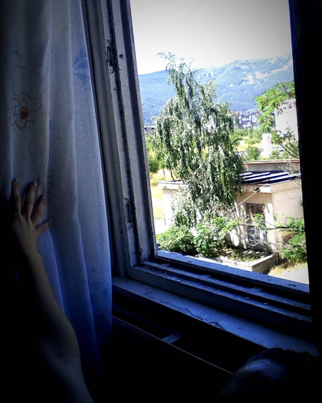 indoors, window, tree, curtain, transparent, glass - material, looking through window, plant, sunlight, growth, home interior, day, window sill, railing, nature, house, sky, lifestyles