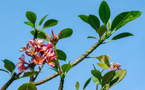 Low angle view of flowering plant against sky