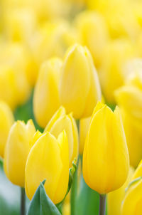 Close-up of yellow tulips