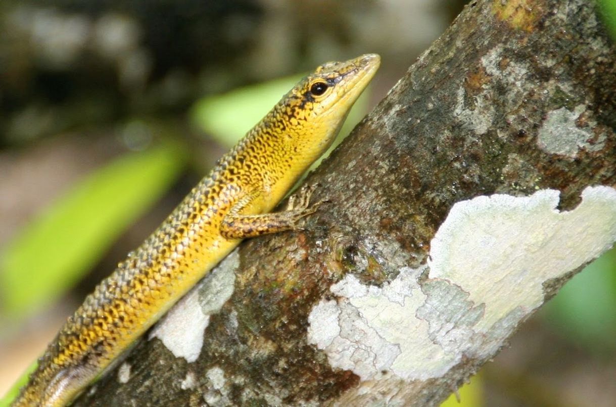 CLOSE-UP OF GRASSHOPPER ON A TREE