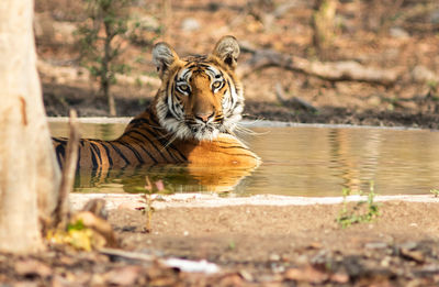 Portrait of a cat drinking water