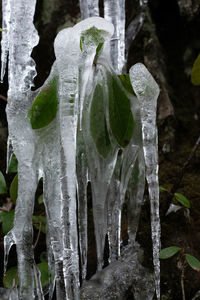 Close-up of frozen leaves on tree trunk during winter