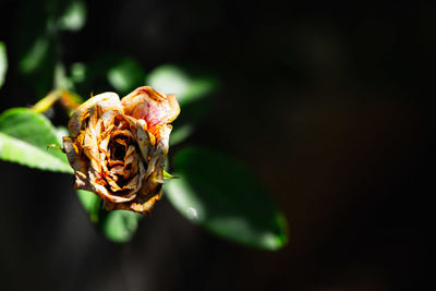 Close-up of insect on flower