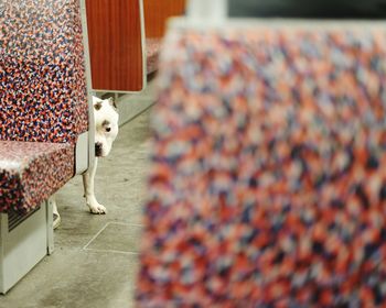 Pit bull terrier hiding behind seat at subway station