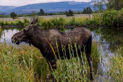 View of turtle on field